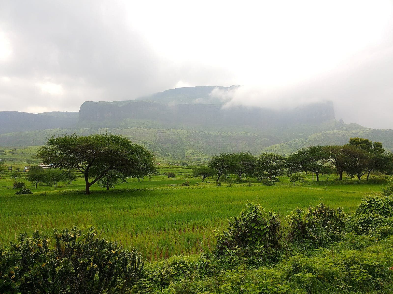 Anjaneri hill fort in the monsoon, seen across green fields