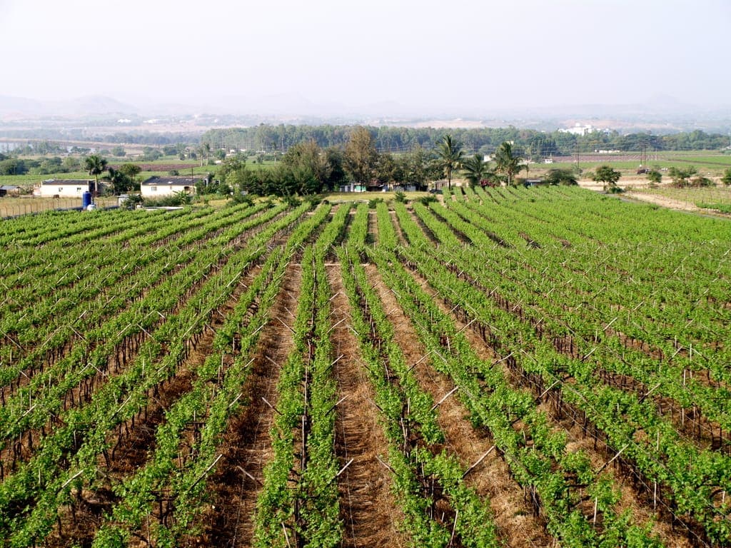 Rows of grapevines in a vineyard near Nashik